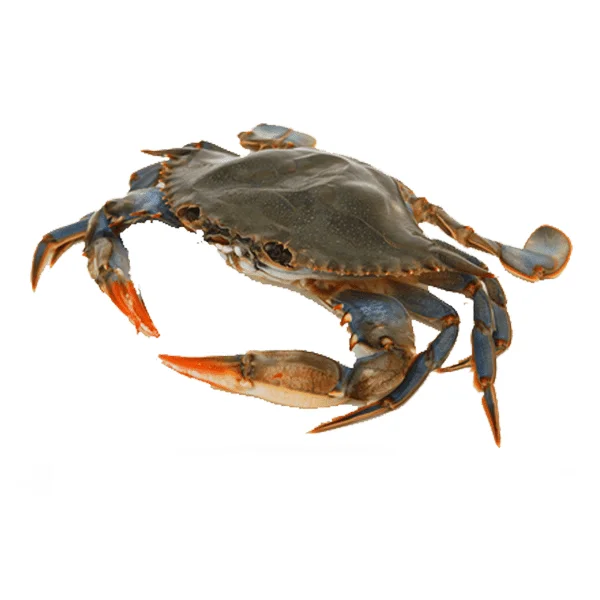 Nutritious sea foods fresh IQF Frozen Blue Swimming Crab