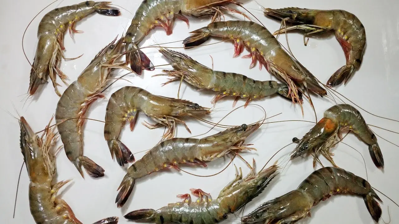 Best Quality Supplier Frozen shrimps For Sale In Cheap Price