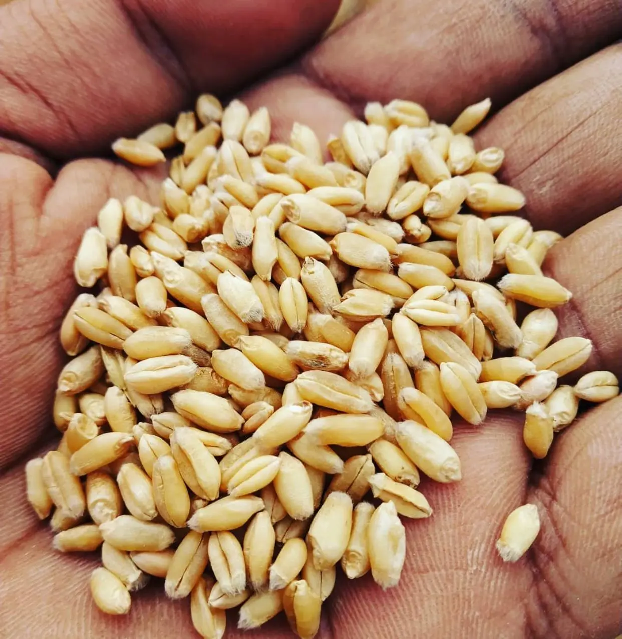 Soft and Hard Wheat Grains for sale