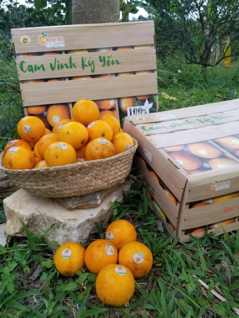 Hot Selling Delicious Sweet and Sour Fresh Citrus fruit Orange With Size 5 - 8.5cm Vietgap Certification