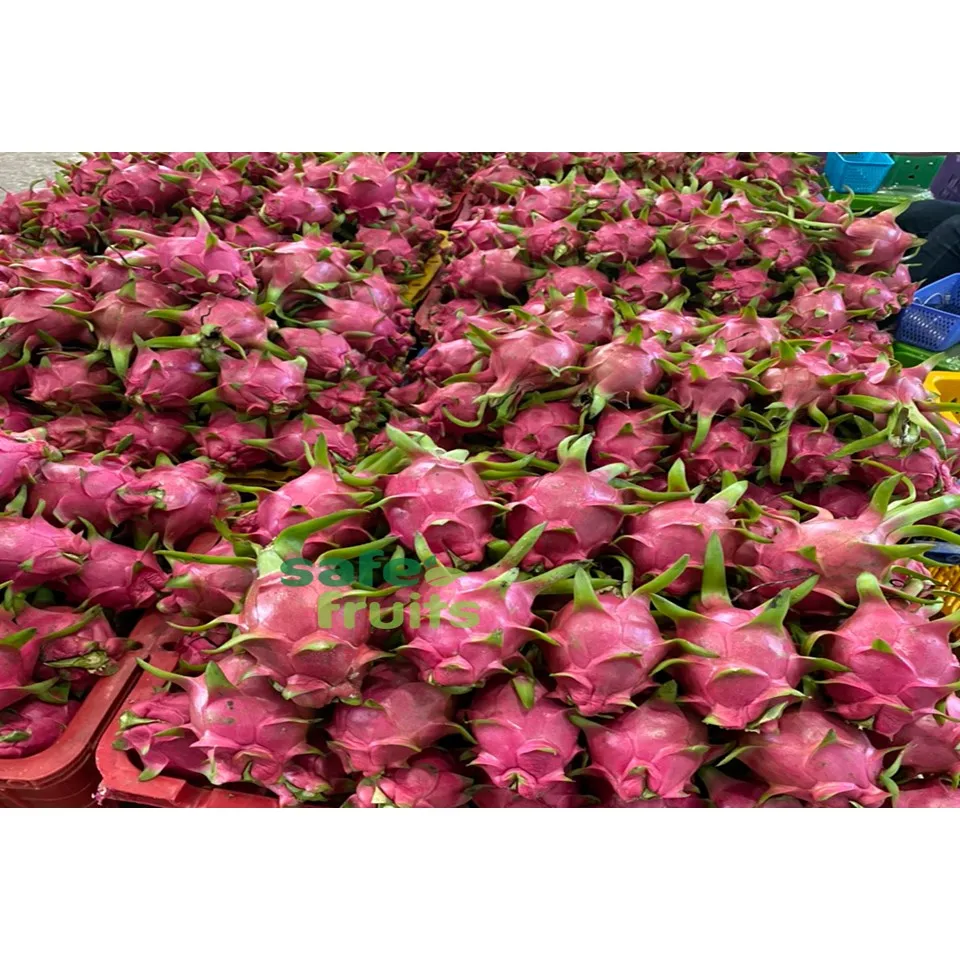 Standard Company Fresh Dragon Fruit High Quality Dragon Fruit (RED/WHITE Flesh) Specially Export to China Vietnam Dragon Fruit