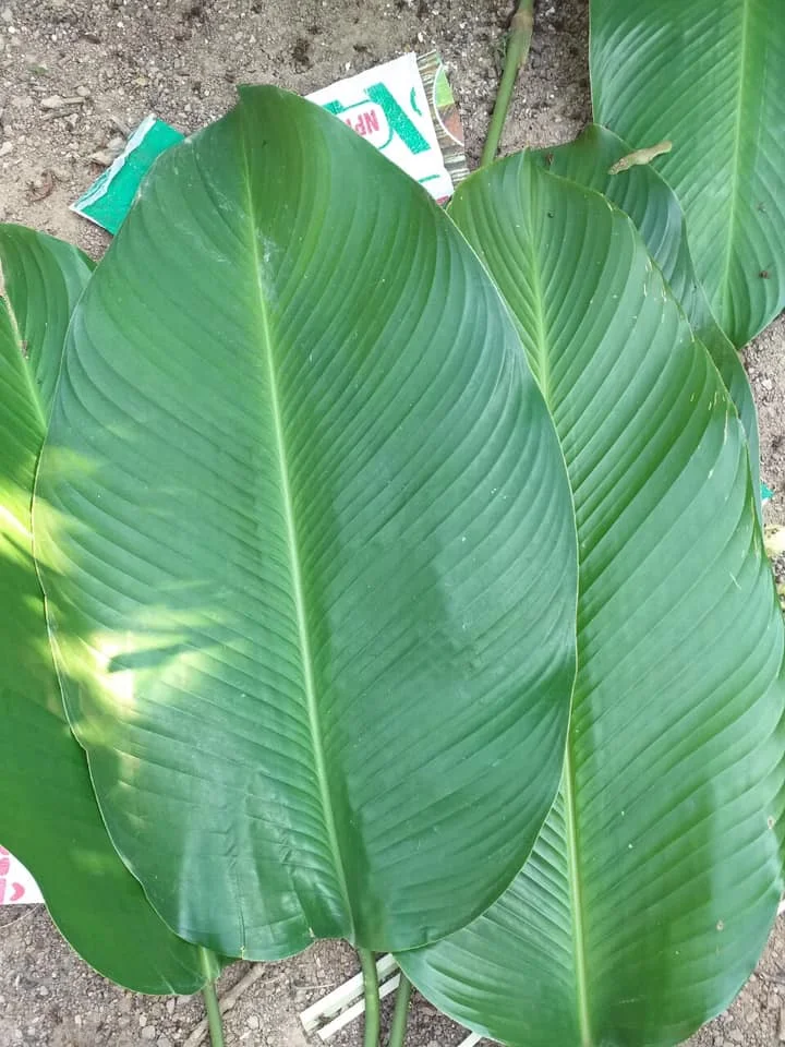 Hot Selling Fresh Banana Leaf Vietnam
