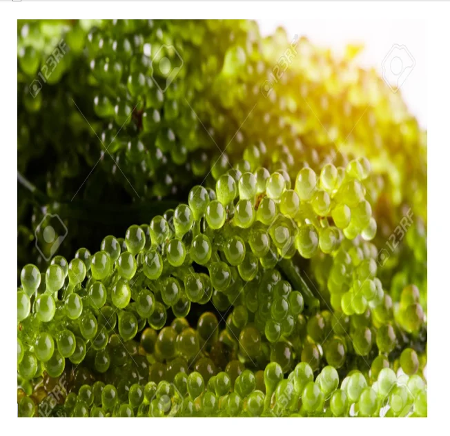 Best seller sea grapes from Vietnam with attractive dishes for children