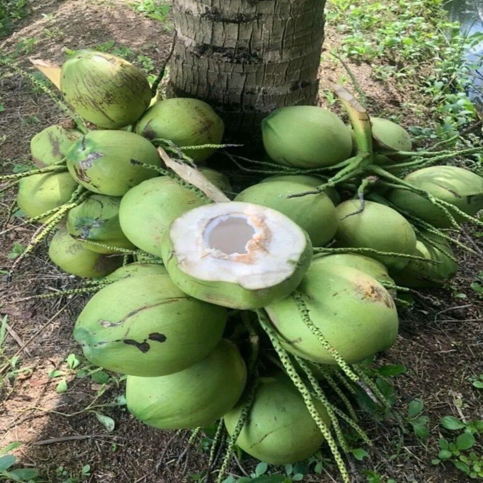 
Fresh Fruit 1kg WHOLE Shell Green Sweet Fresh Young Coconut From Thailand 