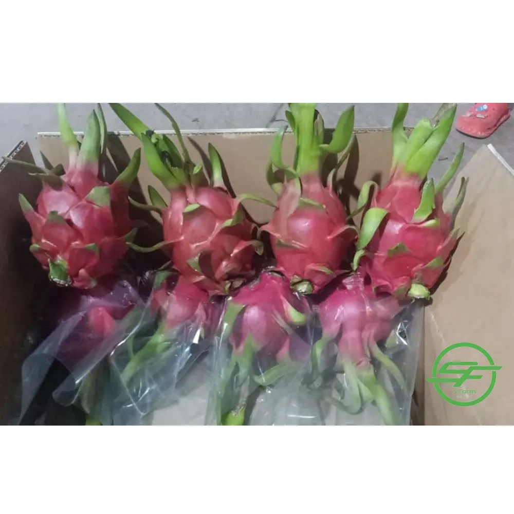 
Safety and tasty dragon fruit Vietnamese specialties (Whatsapp/zalo/wechat: +84 912 964 858) 