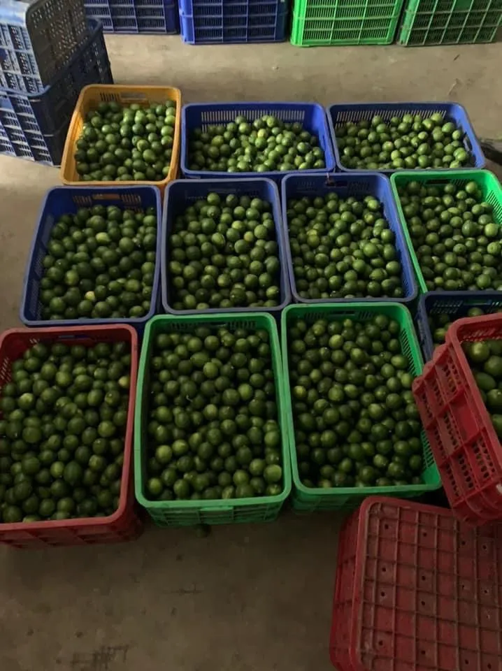 lemon water origin in Vietnam fruit with cheap price for wholesales