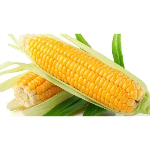 Желтый Кукуруза без ГМО/белый для продажи поставщик белой кукурузы и желтой кукурузы.
