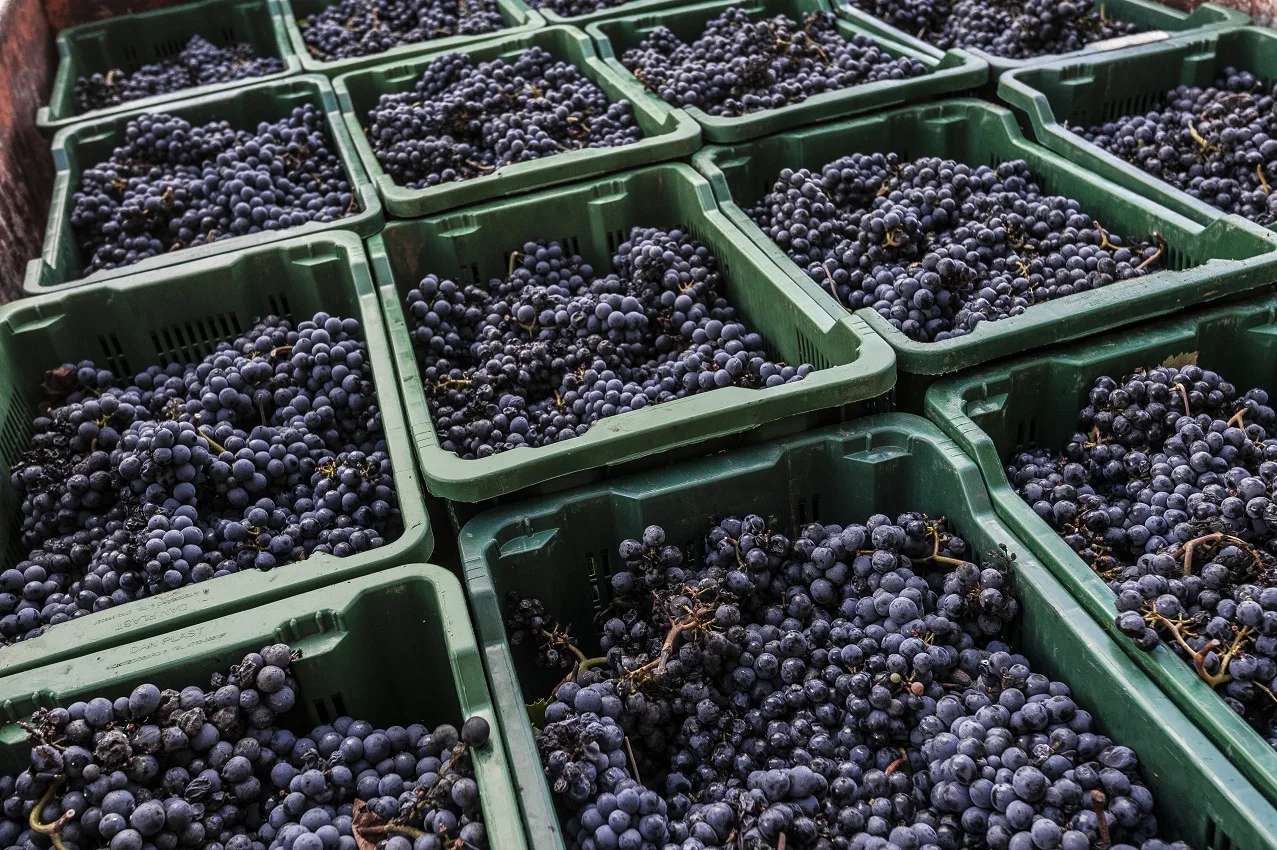 Винный супертосканский винный ящик Castello di Barbialla 2019, красного цвета