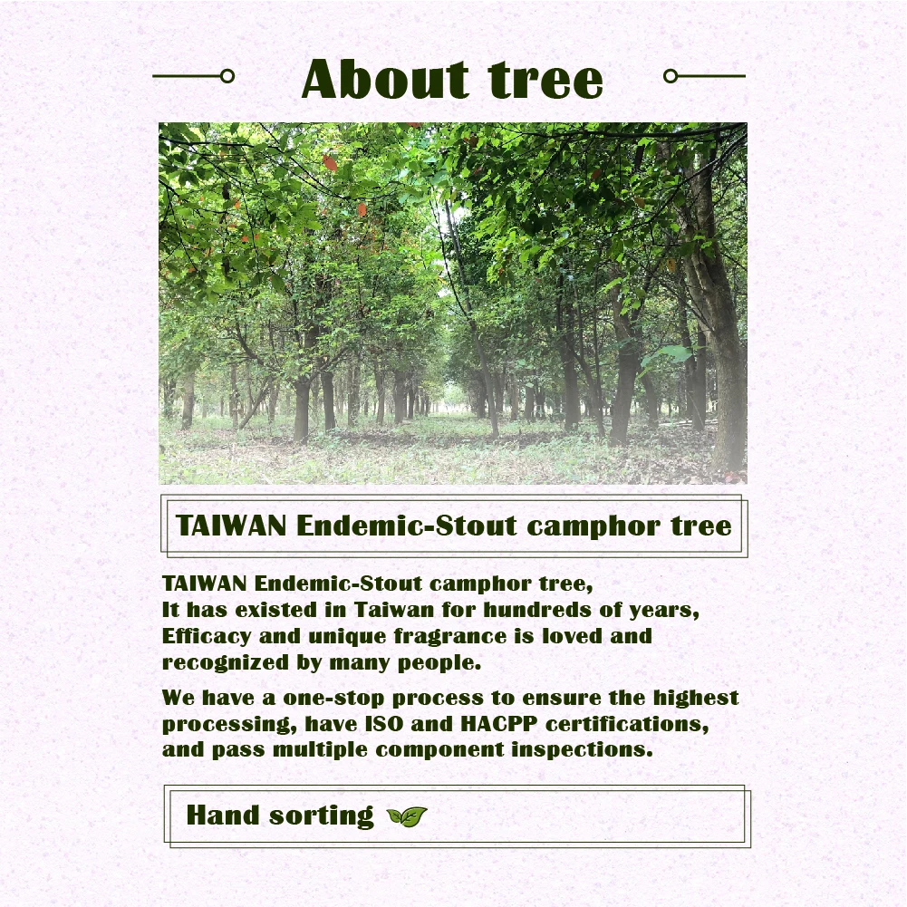 Antrodia cinnamomea healthy drinks herbal teas make body strong bring up the spirit