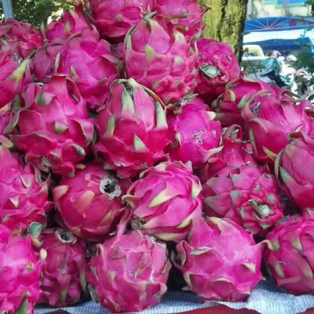 Fruit Food Grade Fruit Powder Pitaya Extract Powder