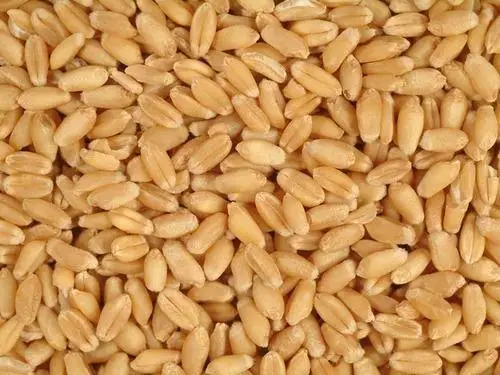HIGH GRADE WHEAT FOR SALE