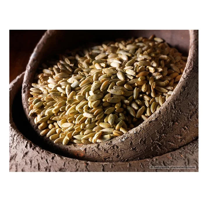 
Rye Grains for Sale In Large Quantity At Wholesale Best Prices 
