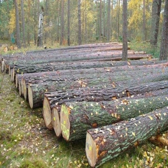 Дешевые сосны/Древесина/эвкалипт/береза/бук/Тик/Дубовые бревна для продажи с доставкой по всему миру