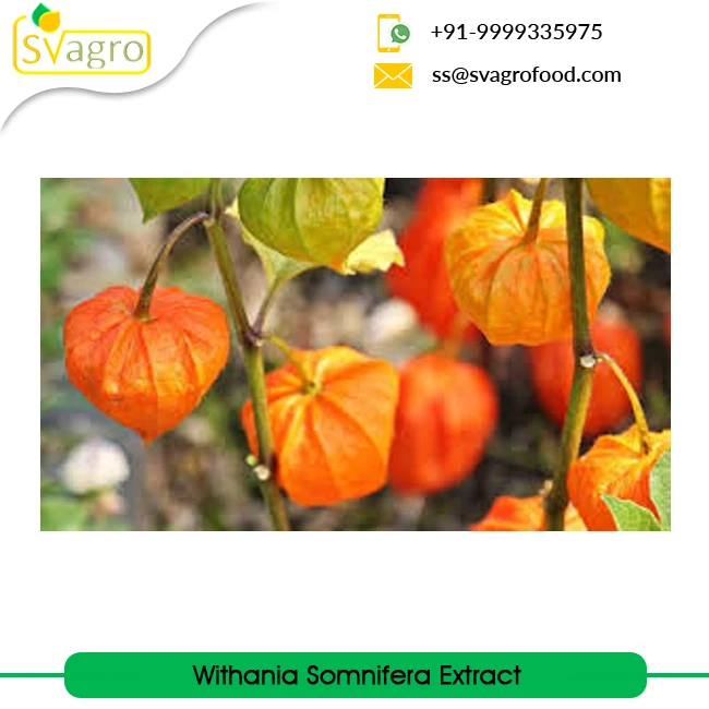 Withania Somnifera Extract Ashwagandha Extract at Wholesale Price Manufacturing Herbal Extract from India Root Powder Food 25 Kg