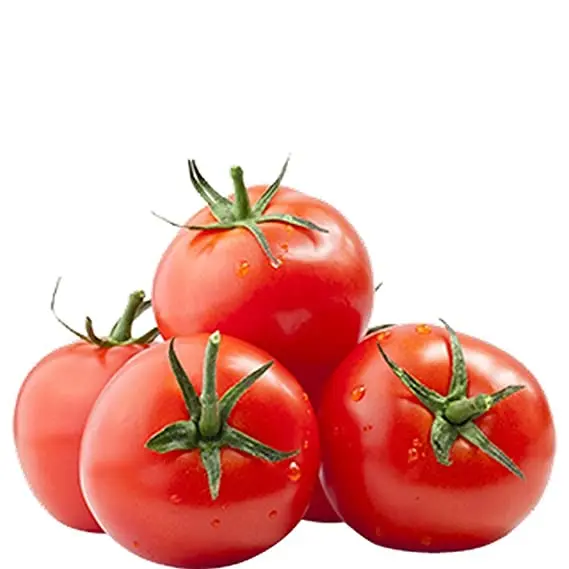 
Fresh Tomatoes Wholesaler 