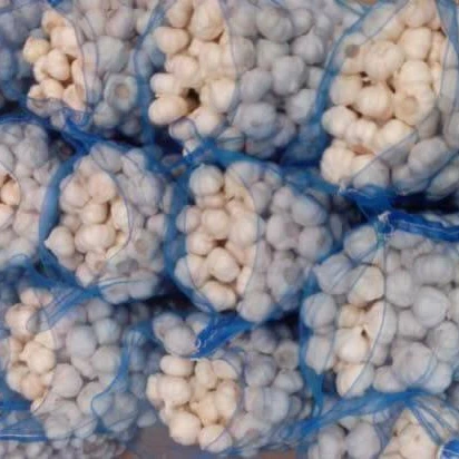 purple fresh garlic/alho/Ail/ajo