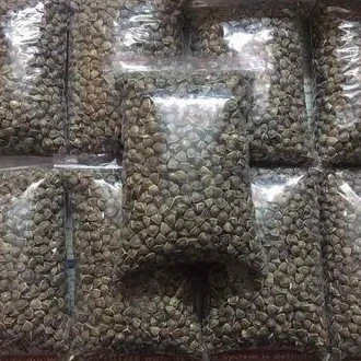 Wingless Moringa / Oleifera Seeds or Health benefits from India Agri Farm