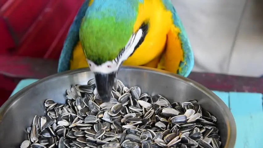 Sunflower Seeds Trading Packaging Big Bags New Bird Food Raw Natural 2022 The Most Popular Striped Sunflower Kernel BREVIS LTD