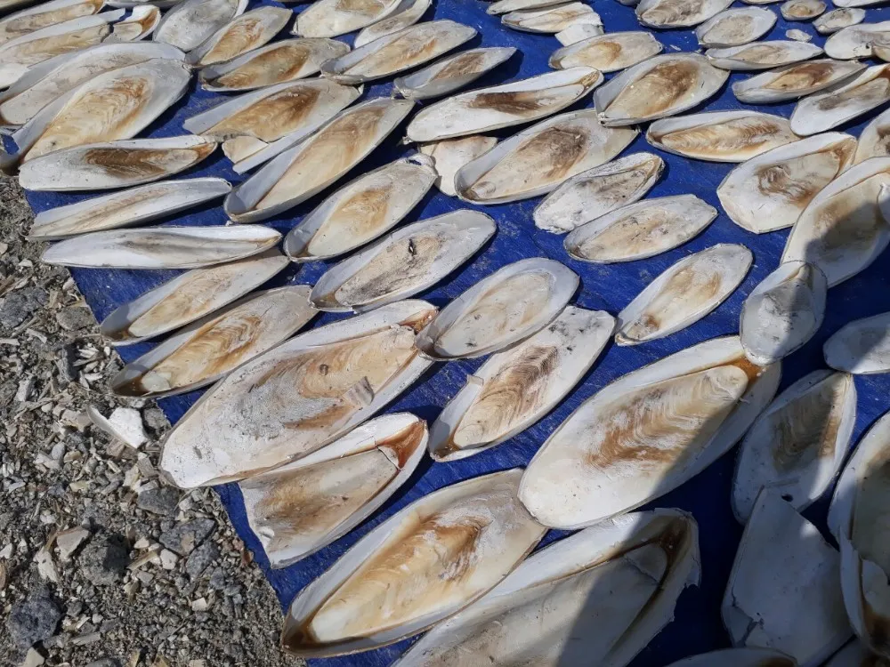 Кости для рыбы/колючки колючей высушенных птиц костей рыбы свежие продукты из Вьетнама