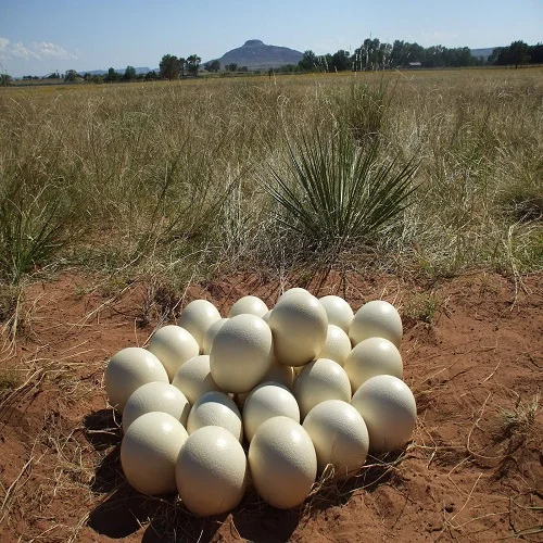 Ostrich Chicks Hatching Eggs for