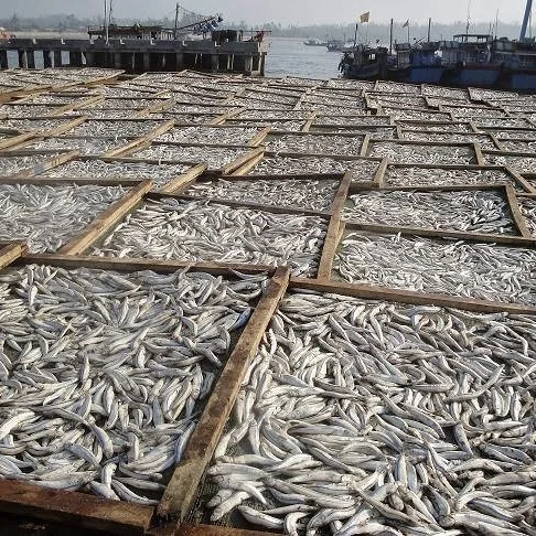 Frozen dried Anchovy Fish Thai origin high quality
