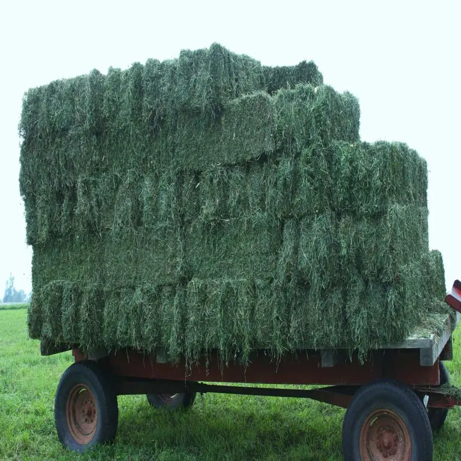 Best Selling High Quality Alfalfa Hay Top Grade Sun Cured Green Alfalfa Hay For Sale