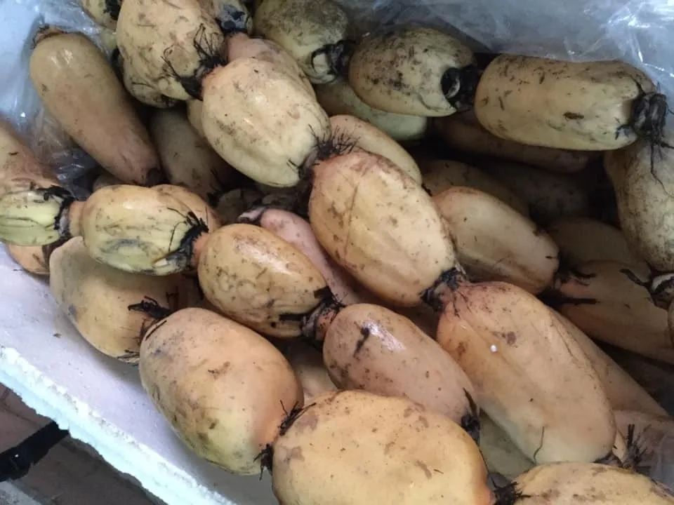 FRESH LOTUS ROOT FROM VIETNAM