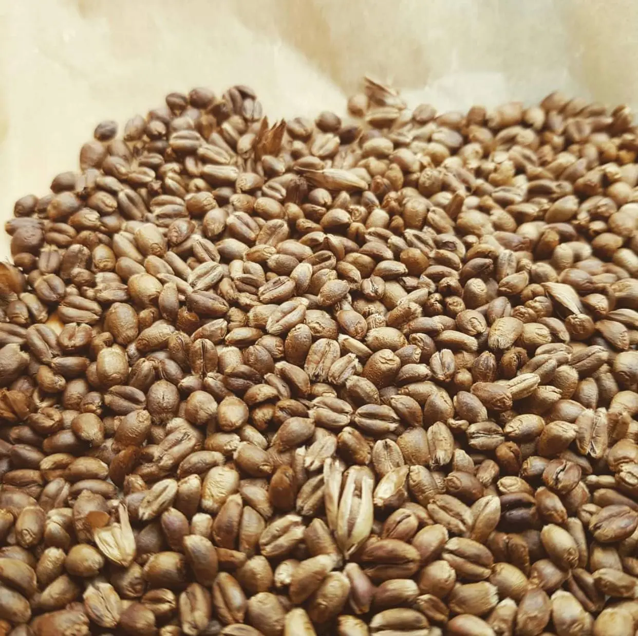 Сертифицированный зернистый ячмень для солода