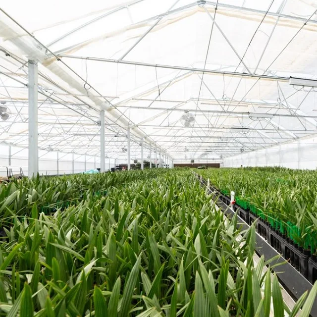 Green India True Date Fruit Tree Plant Seed 50 Gram for Tissue Culture