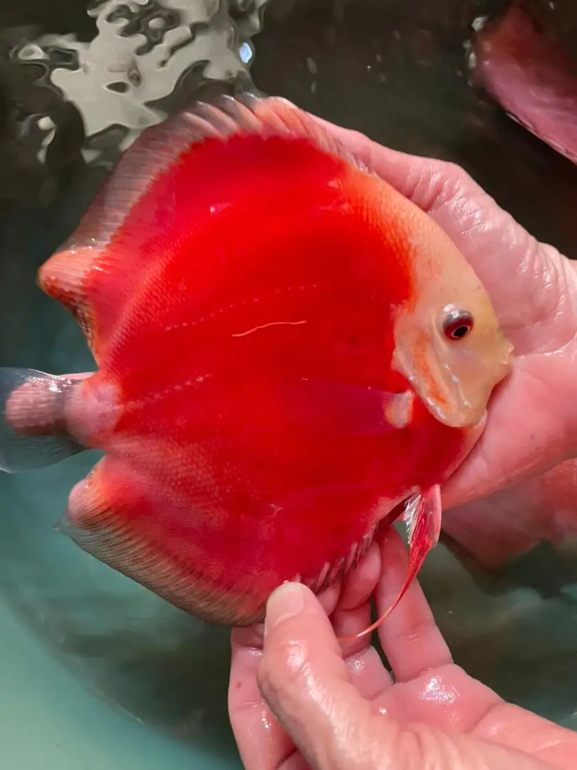 
Discus Fish (Symphysodon) 