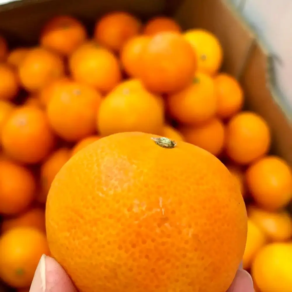 
Fresh Happiness South African Mandarin Orange for Export 