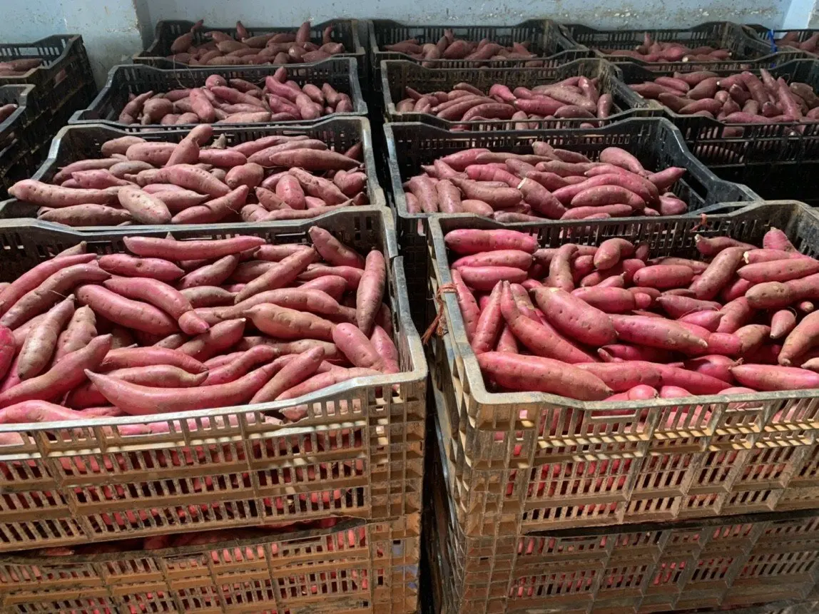 Органическое культивирование органической пищи сделано во Вьетнаме высокое качество горячий 2022 японский сладкий картофель