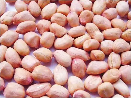 Best Quality Peanuts Good Quality Groundnut in India Wholesale Price Groundnut Supplier