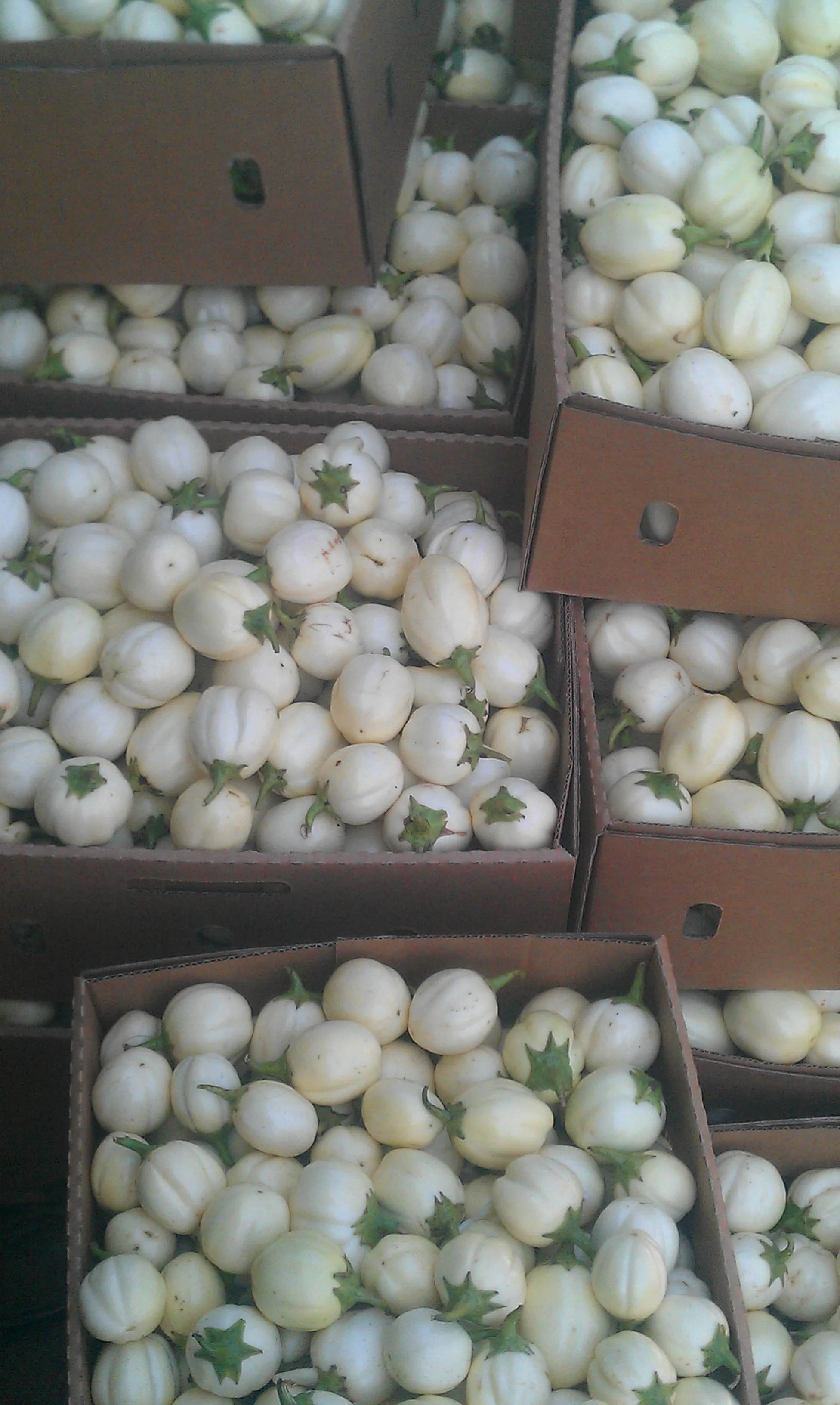 
Garden Eggs 
