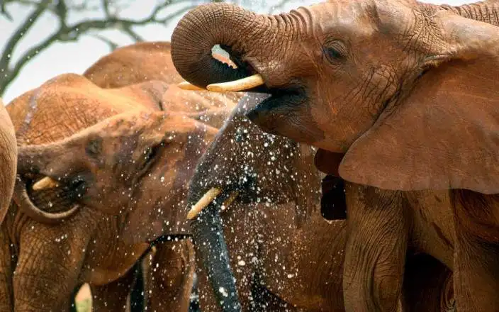 3 дня TSAVO Востоком и Западом класса люкс