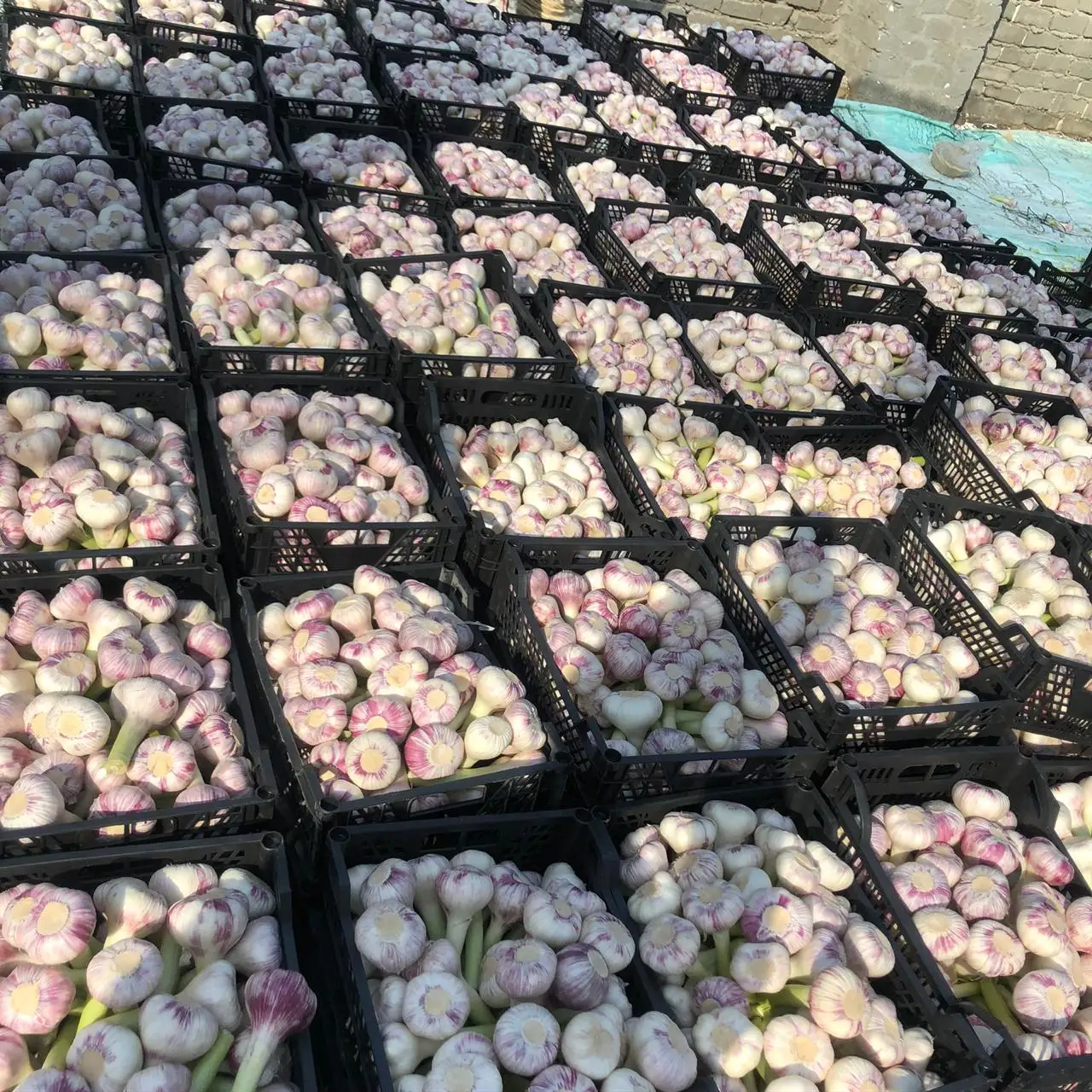 Wholesale price premium grade Fresh White and Red Garlic for export