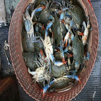 High Quality High Grade Live Whole Frozen Fresh Chilled Blue Swimming Crabs for Sale in Bulk/Retail