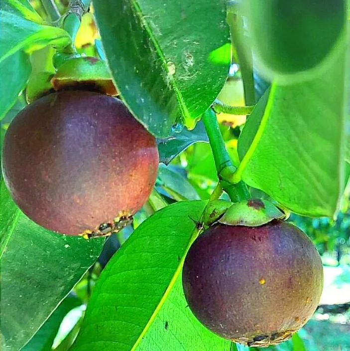 Vietnam  Mangosteen fresh fruit - Premium, high quality, clean farming, Global GAP, prestige, attractive price