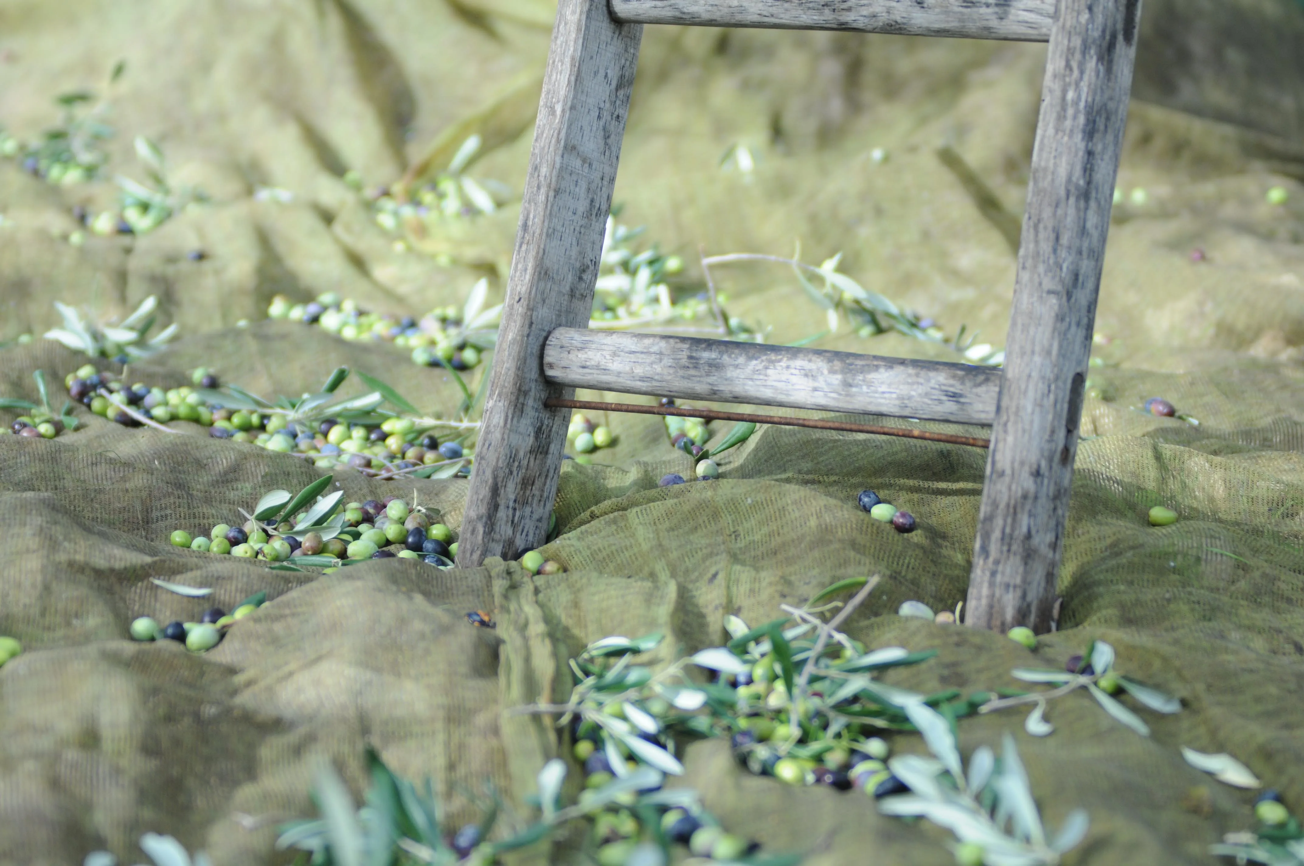 Оливковое масло Virgini высшего качества, Клементе био, Премиум 750 EVO, масло для приправ