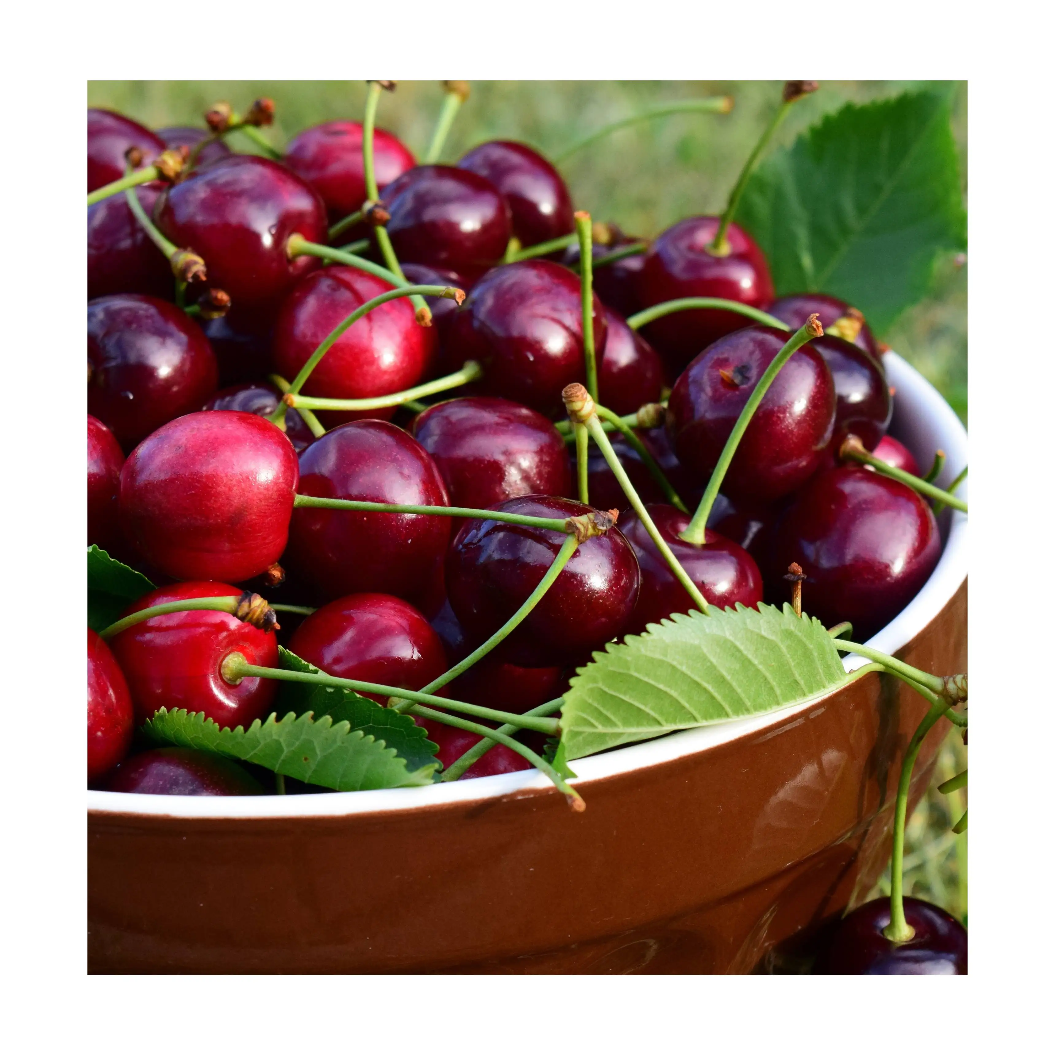 Cherry Fruit Wholesale