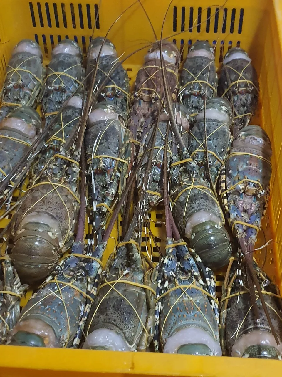 Vietnam Lobster Frozen High Quality/ Holiday 84 845 639 639