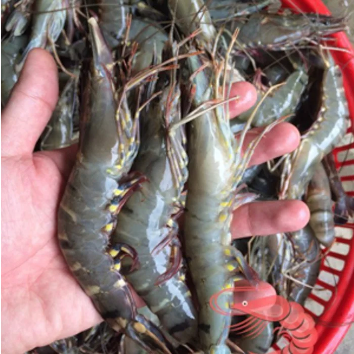 Black Tiger Shrimp Variety Vietnam High Quality Frozen Natural  Black Tiger Shrimp Export From Vietnam