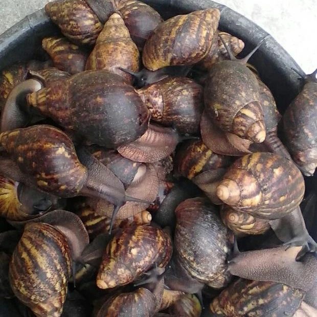 Giant African Land Snails for sale,High Quality Edible Snails Frozen,Dried ,Fresh Snails For sale (1600438896776)