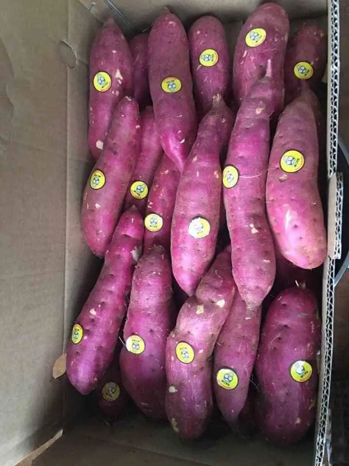 Японский сладкий картофель органический свежий из Вьетнама