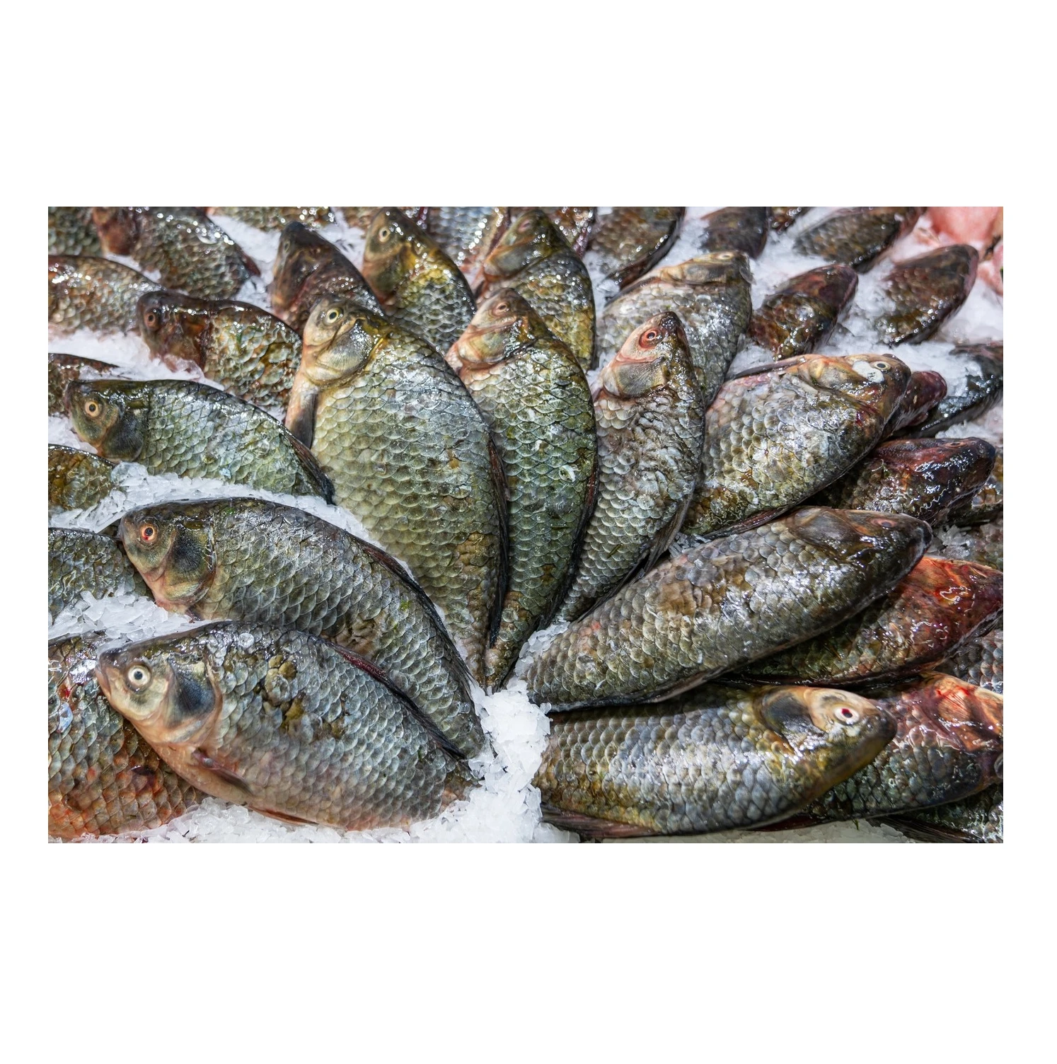 FROZEN BLACK TILAPIA WR (OREOCHROMIS MOSSAMBICUS) Glazing 10 Size 300-500 grams-pc