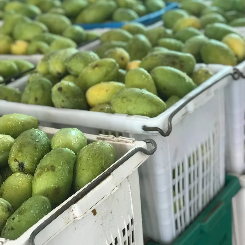 Экспорт 100 процентного органического тайского высушенного манго со вкусом натурального вкуса