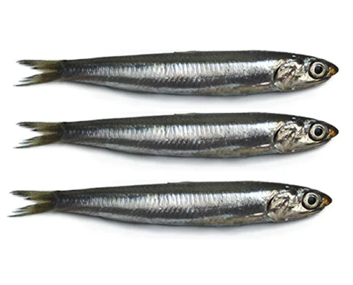 Замороженный анчоусный sprat лучшего качества/сушеный СПАТ Анчоуса