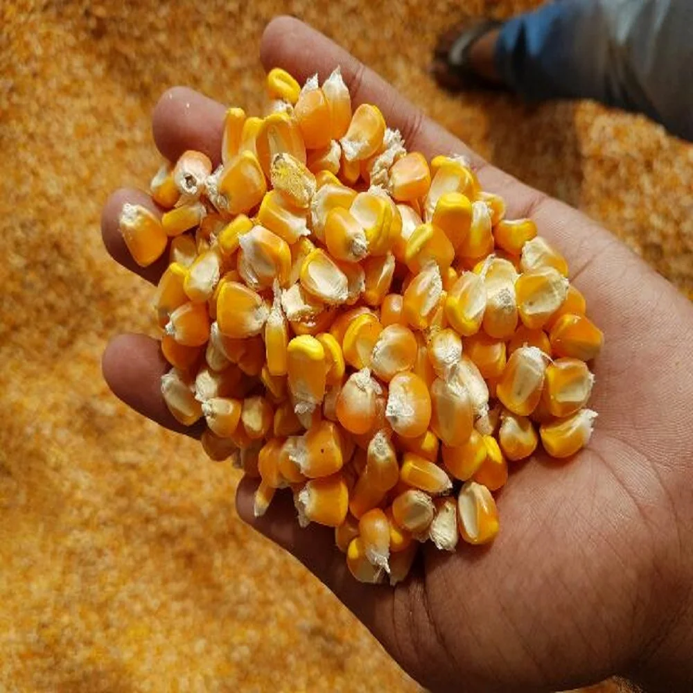 Yellow Corn & White Corn/Maize for Human Animal