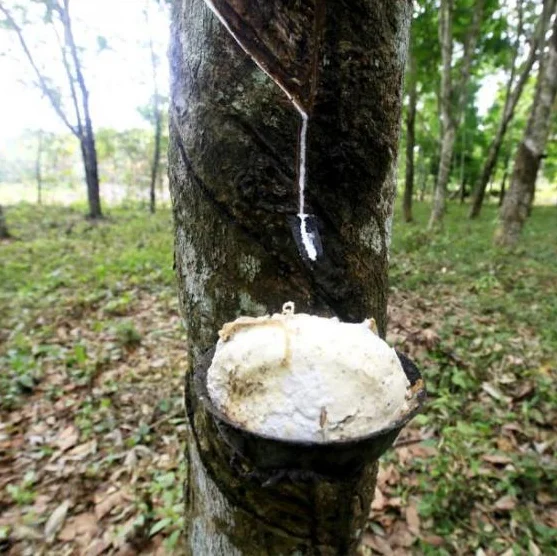 Natural Cup Lump Rubber