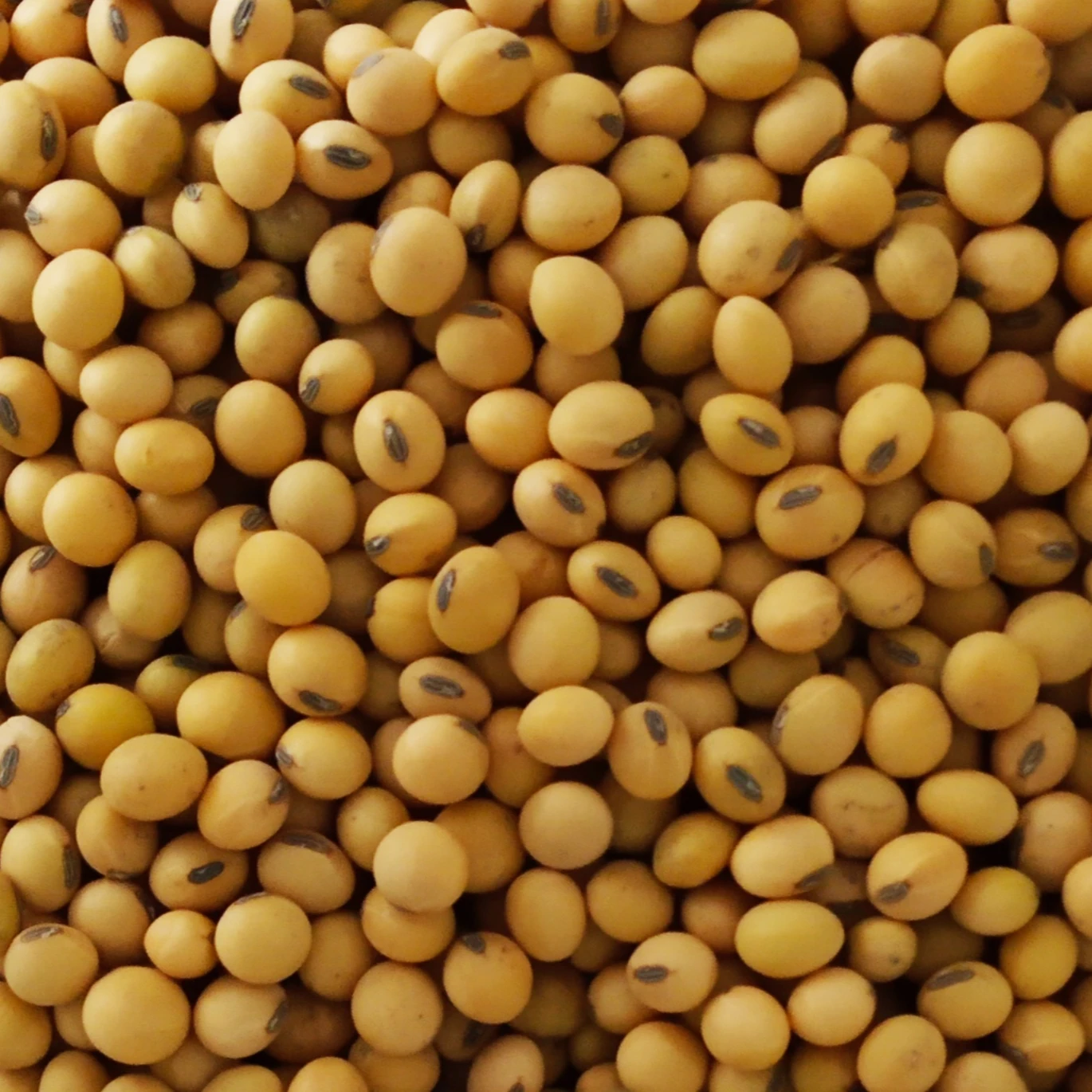 Excellent NON GMO Soybean from Argentina